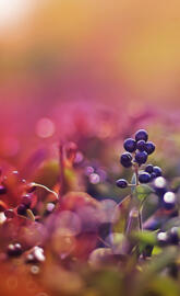 Black Fruits Bokeh