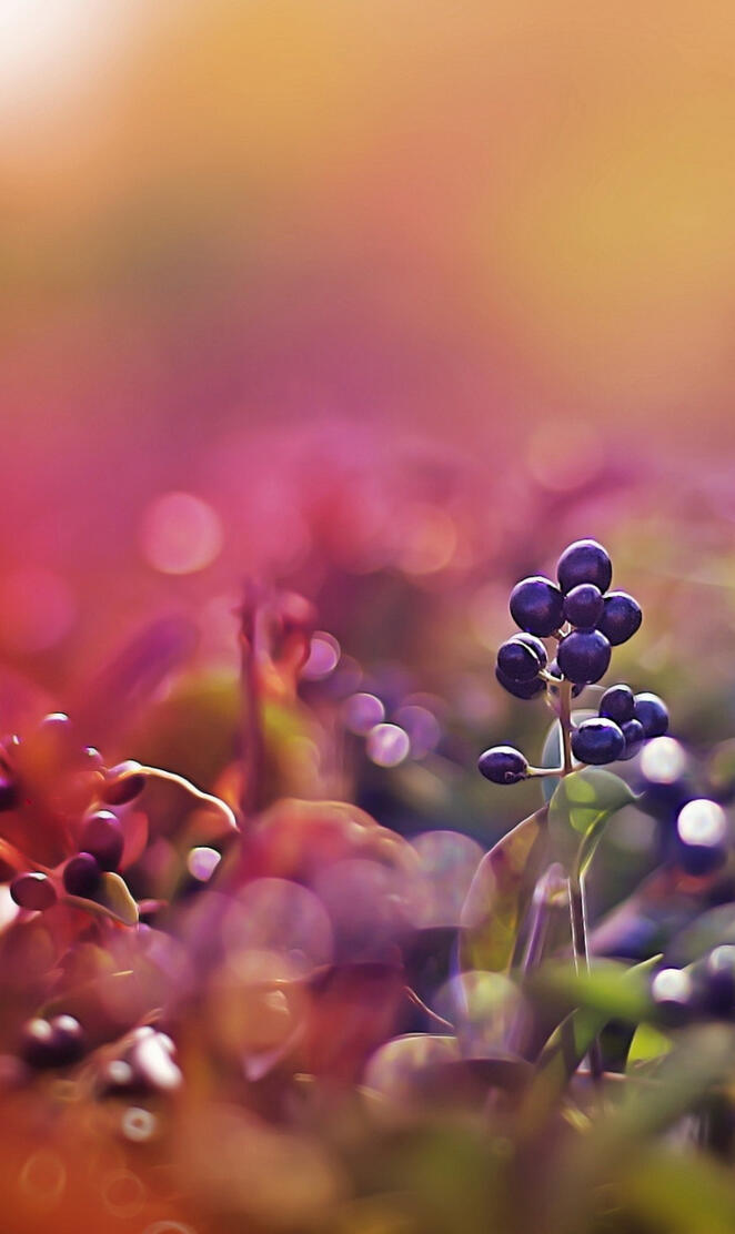 Black Fruits Bokeh