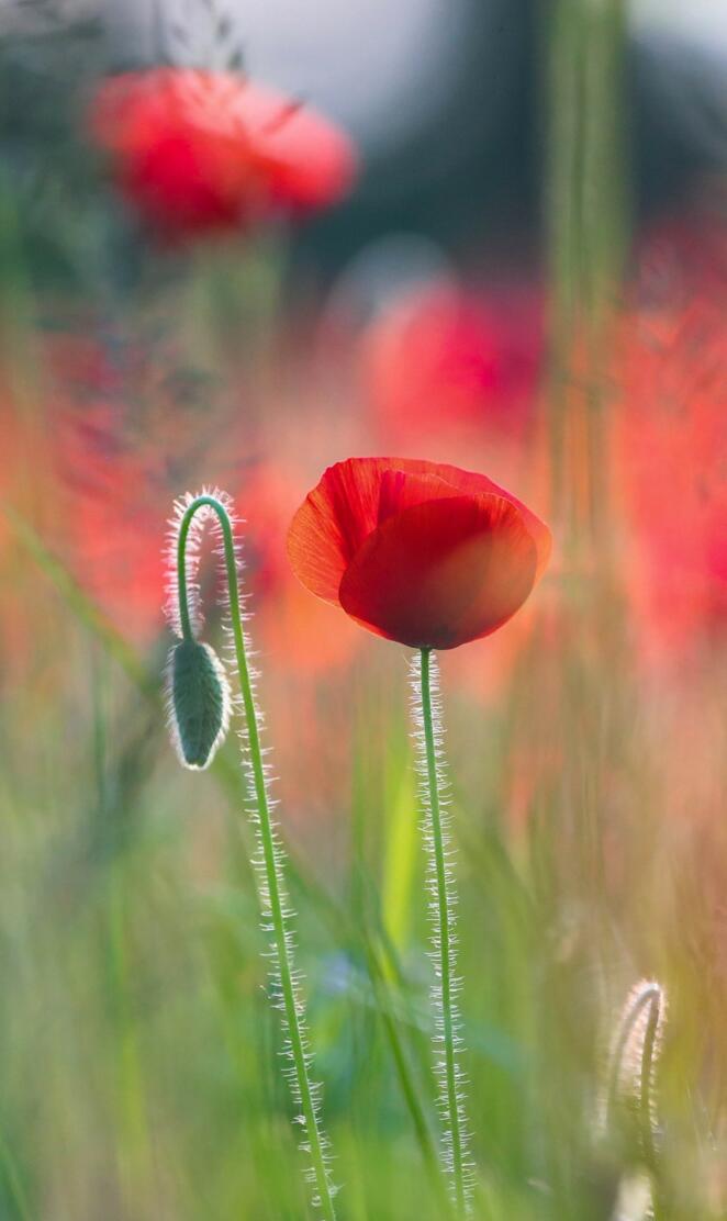 Poppies