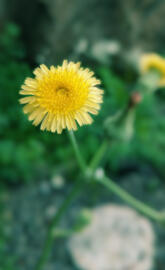 2k Yellow flower