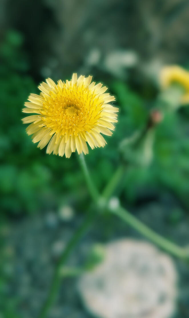2k Yellow flower
