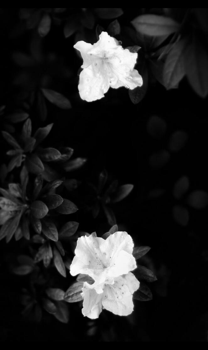 Monochrome Bloom