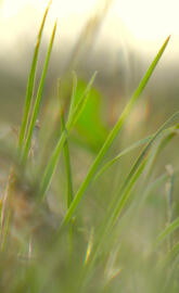 Macro Grass