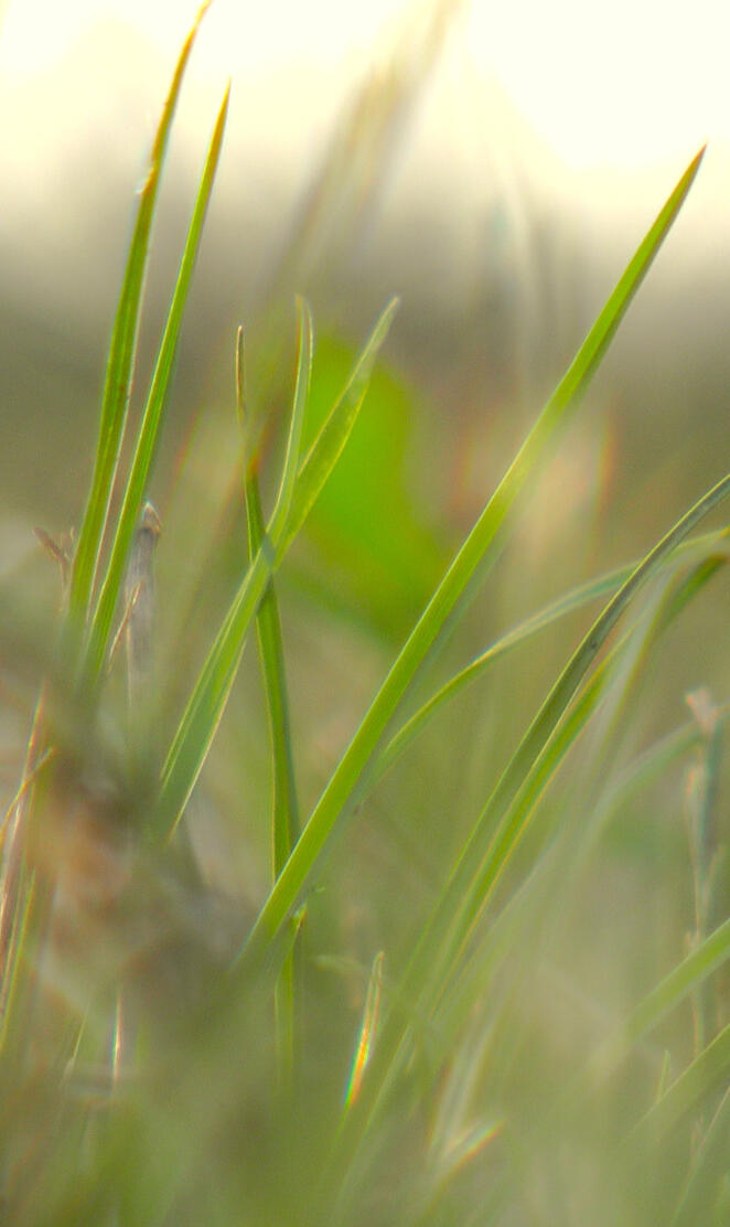 Macro Grass