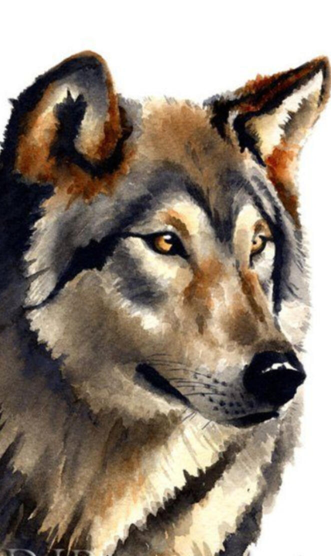 Wolf art