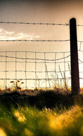 Morning Light Edited