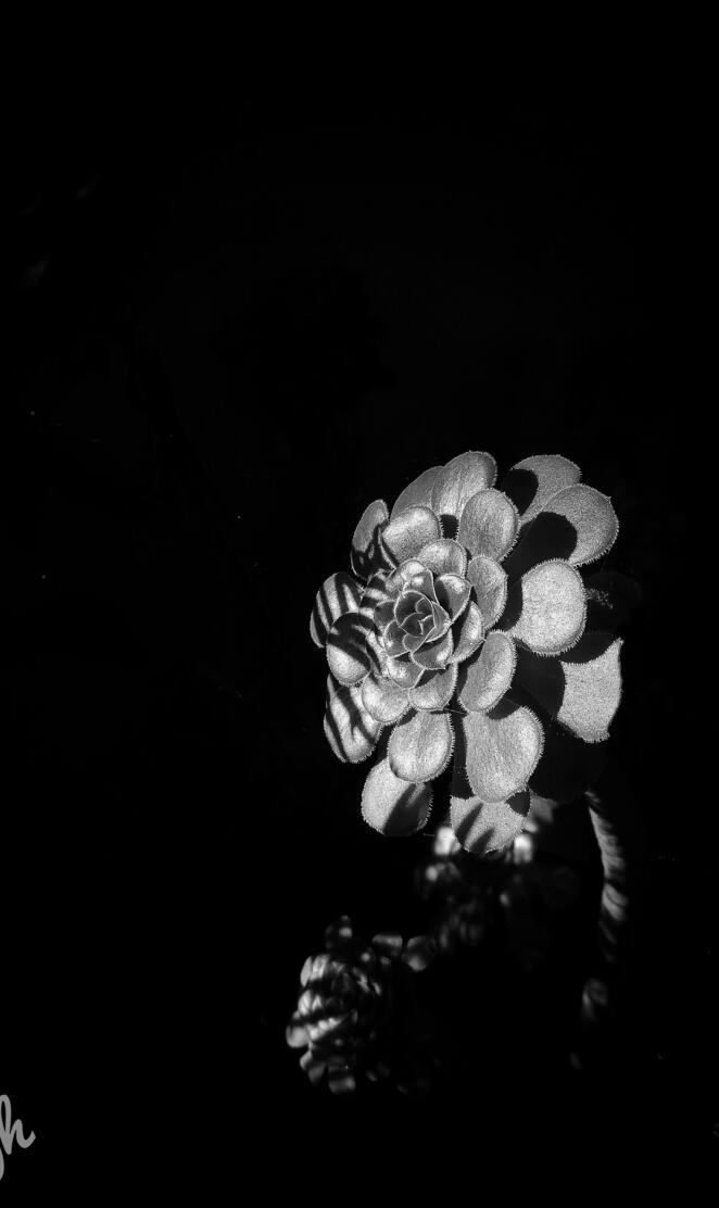 Amoled Flower BW