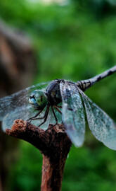Dragonfly