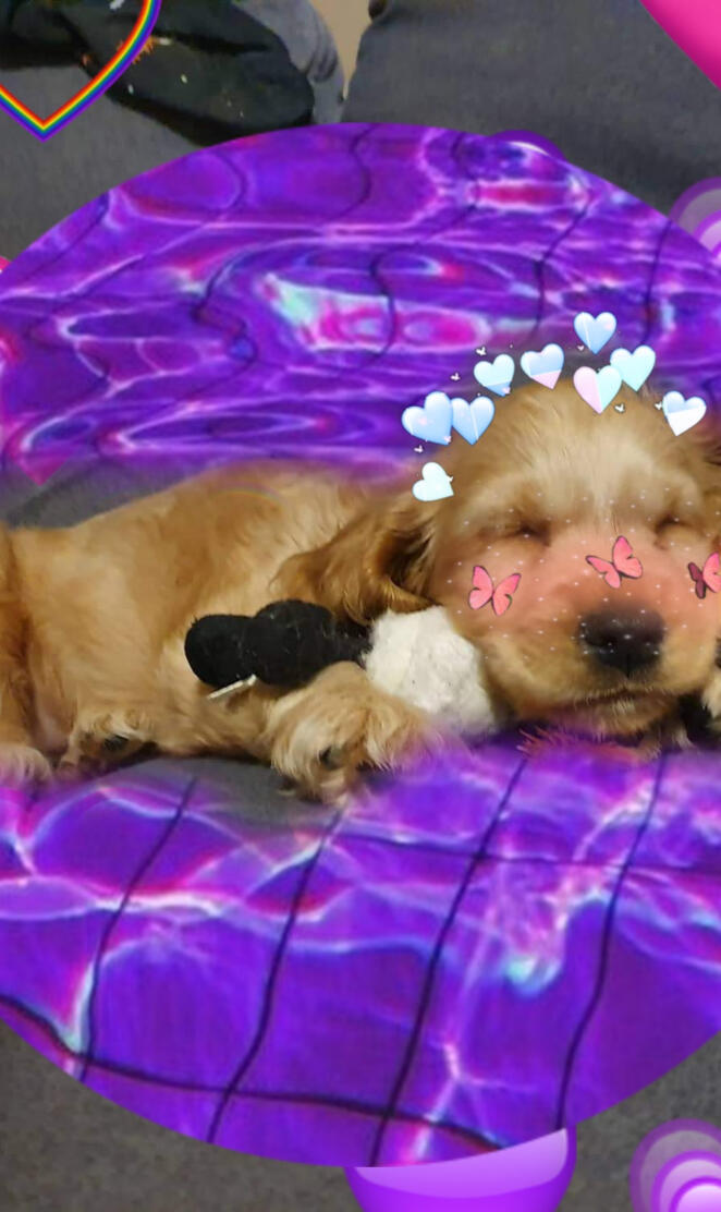 Puppy Edit