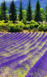 Lavander