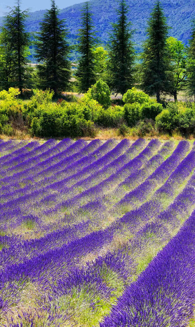 Lavander