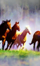 Wild Horses