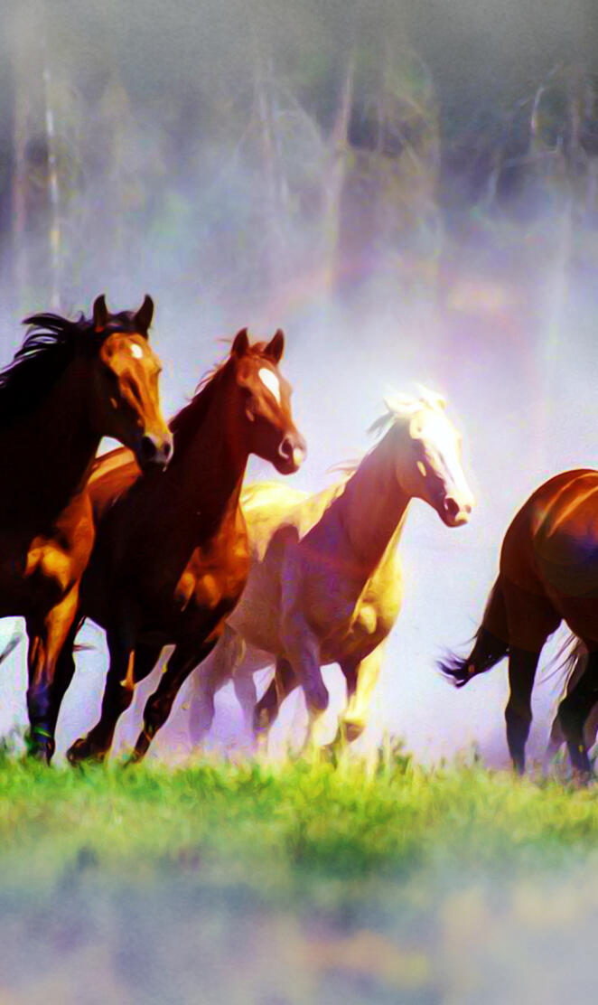 Wild Horses