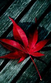 Red leaf abstract