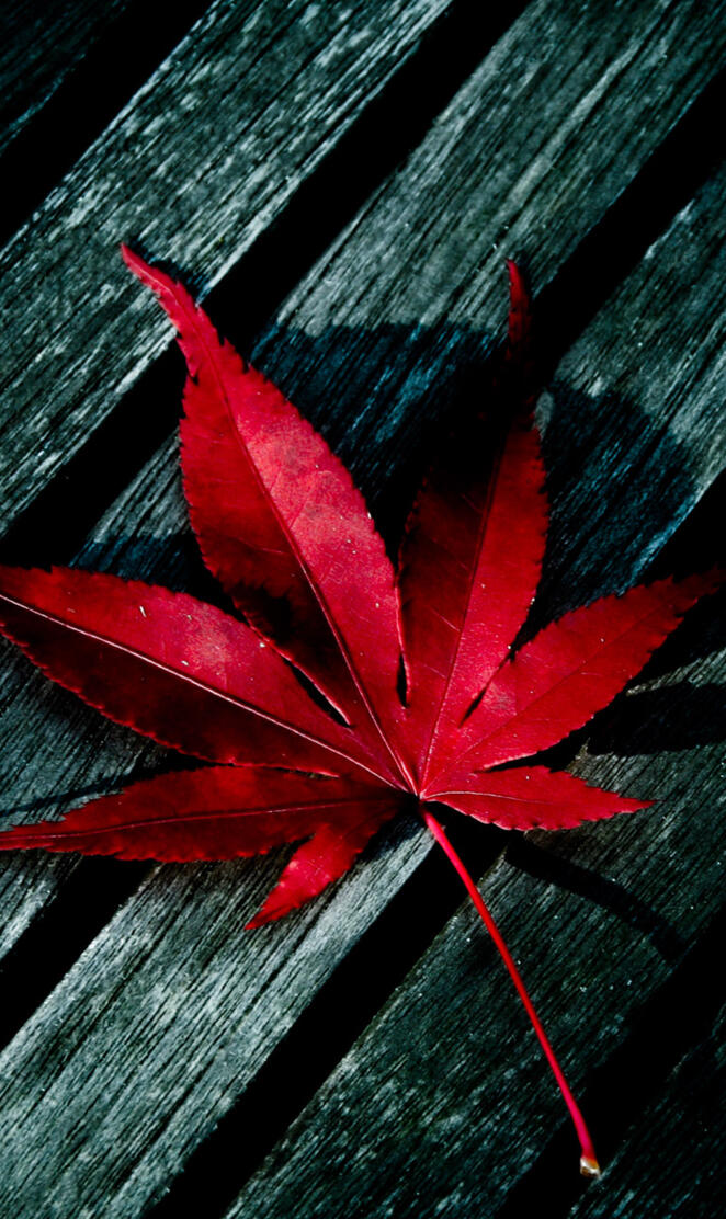 Red leaf abstract