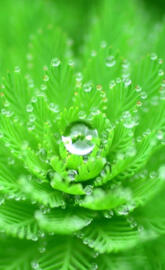Green Flower