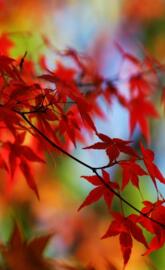 Red Autumn Hd
