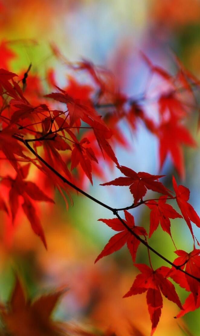 Red Autumn Hd