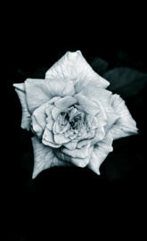 Amoled black rose