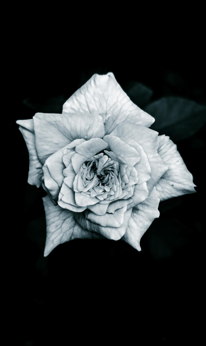 Amoled black rose