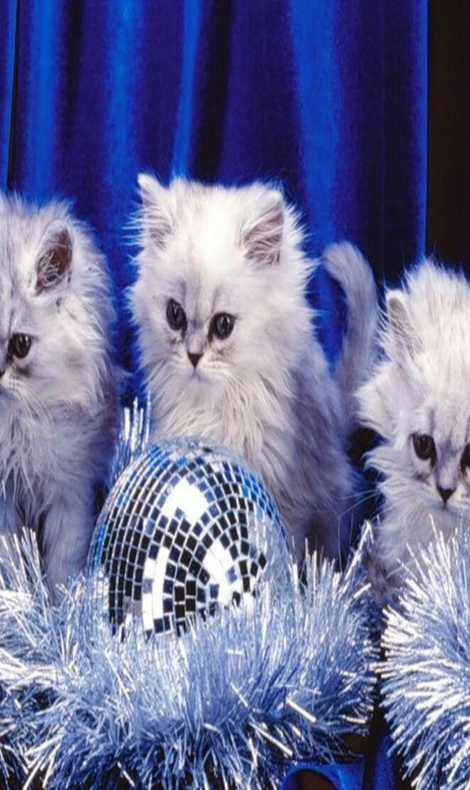 Christmas Kittens