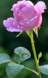 Beautiful rose