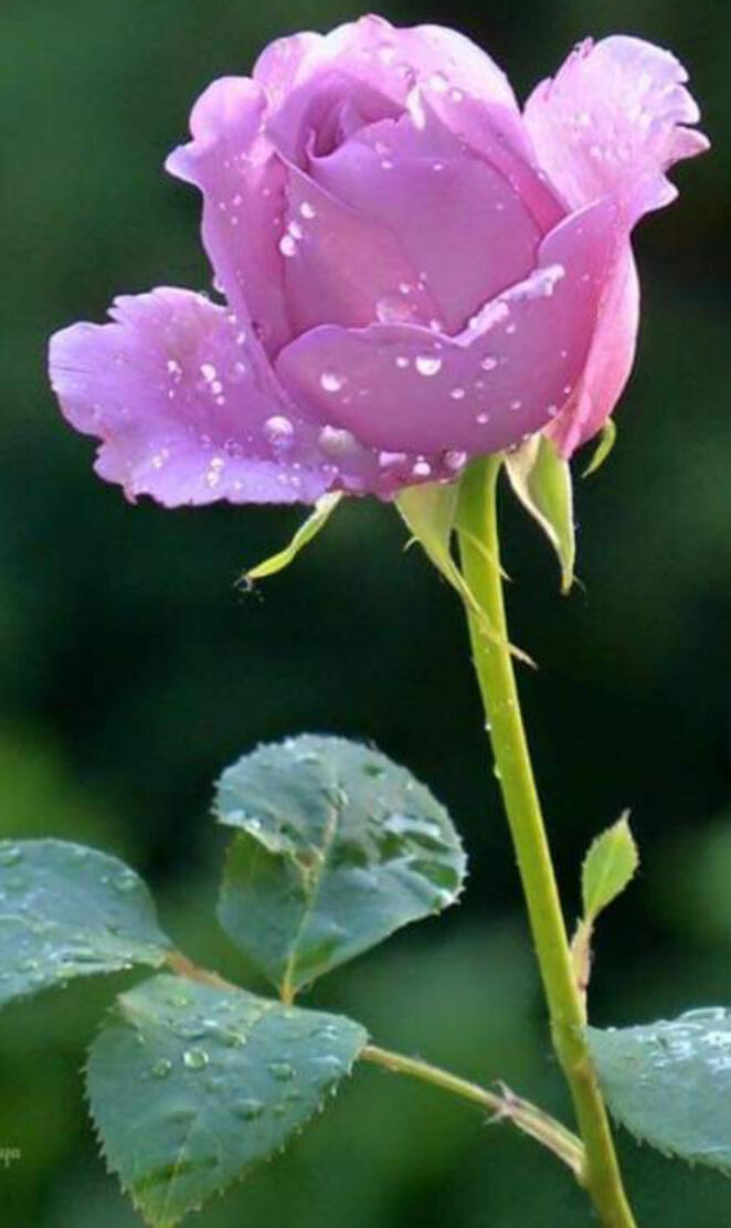 Beautiful rose