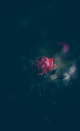 Red rose