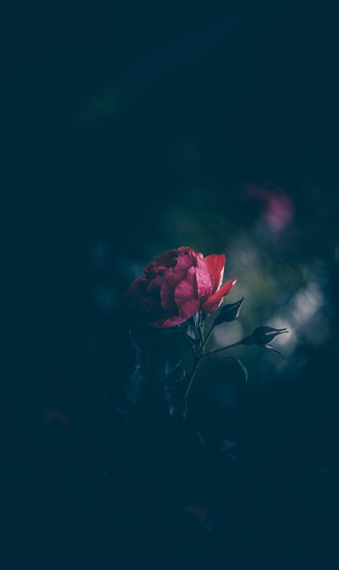 Red rose