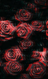 Distorted roses