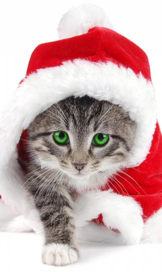 Christmas Cat