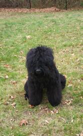 Black Russian Terrier