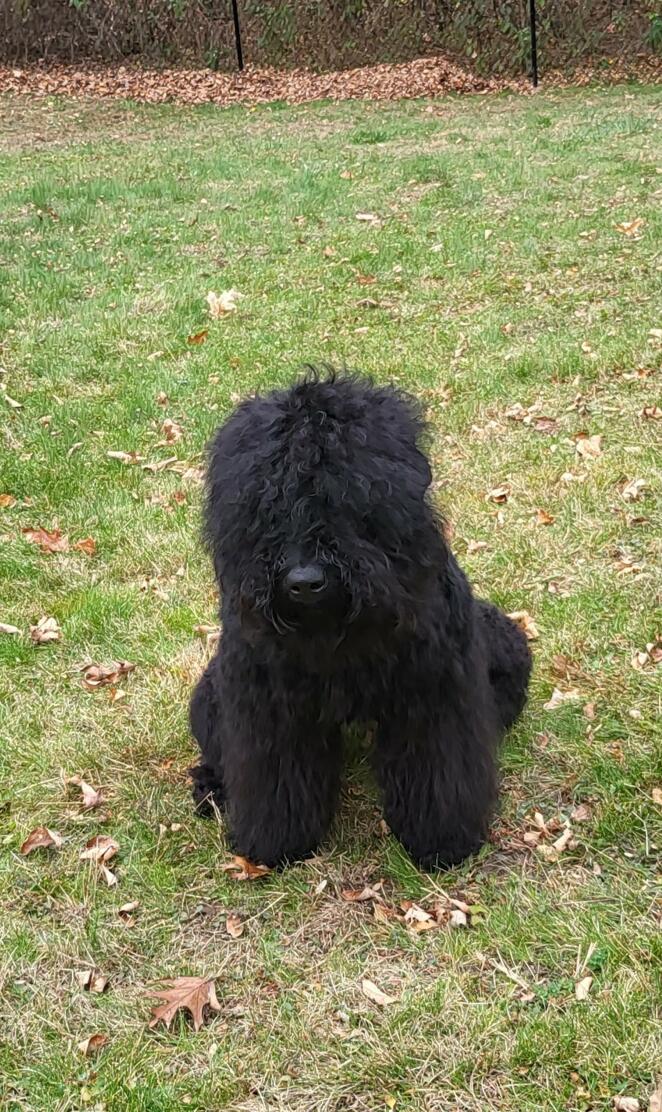 Black Russian Terrier