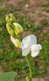 Vegetables flower plan