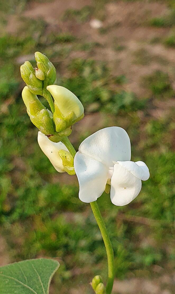Vegetables flower plan