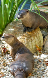 Chilling otters
