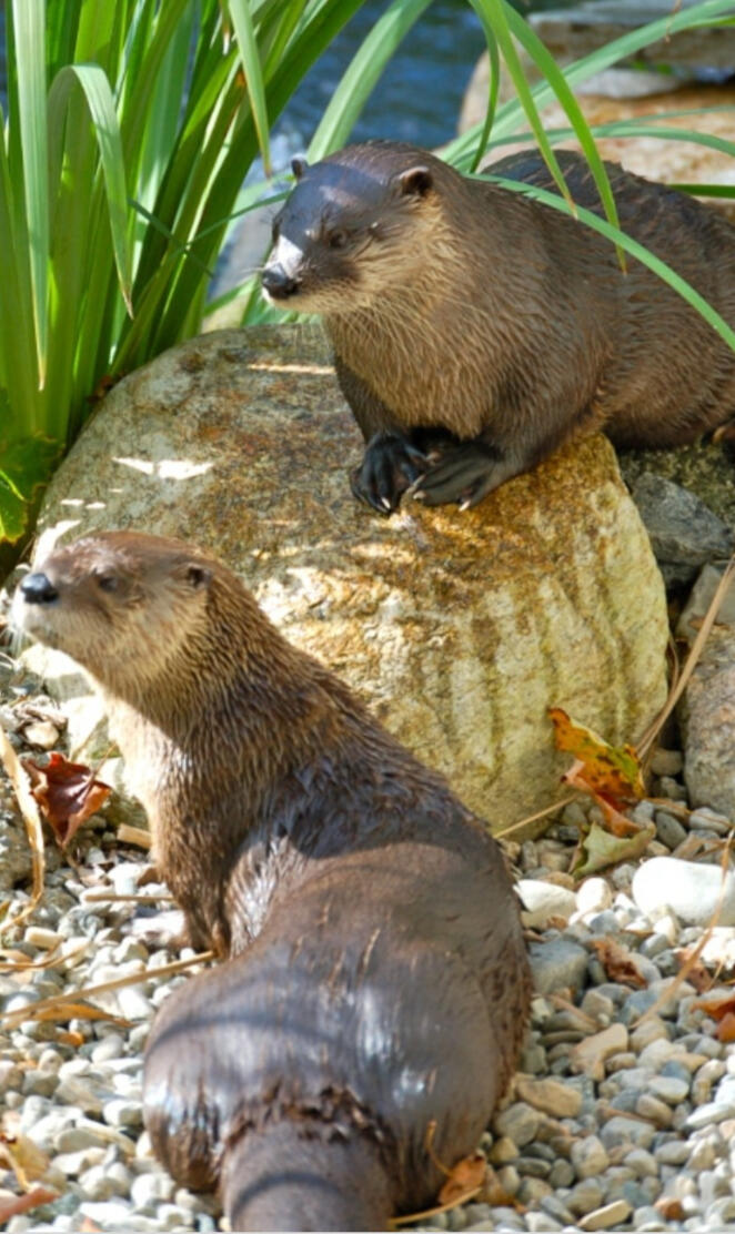 Chilling otters