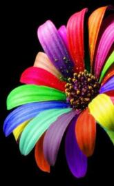 Colourful Flower Hd