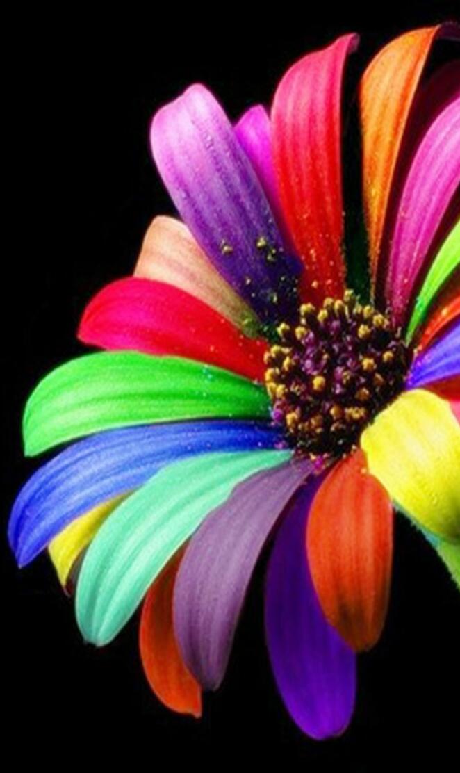 Colourful Flower Hd