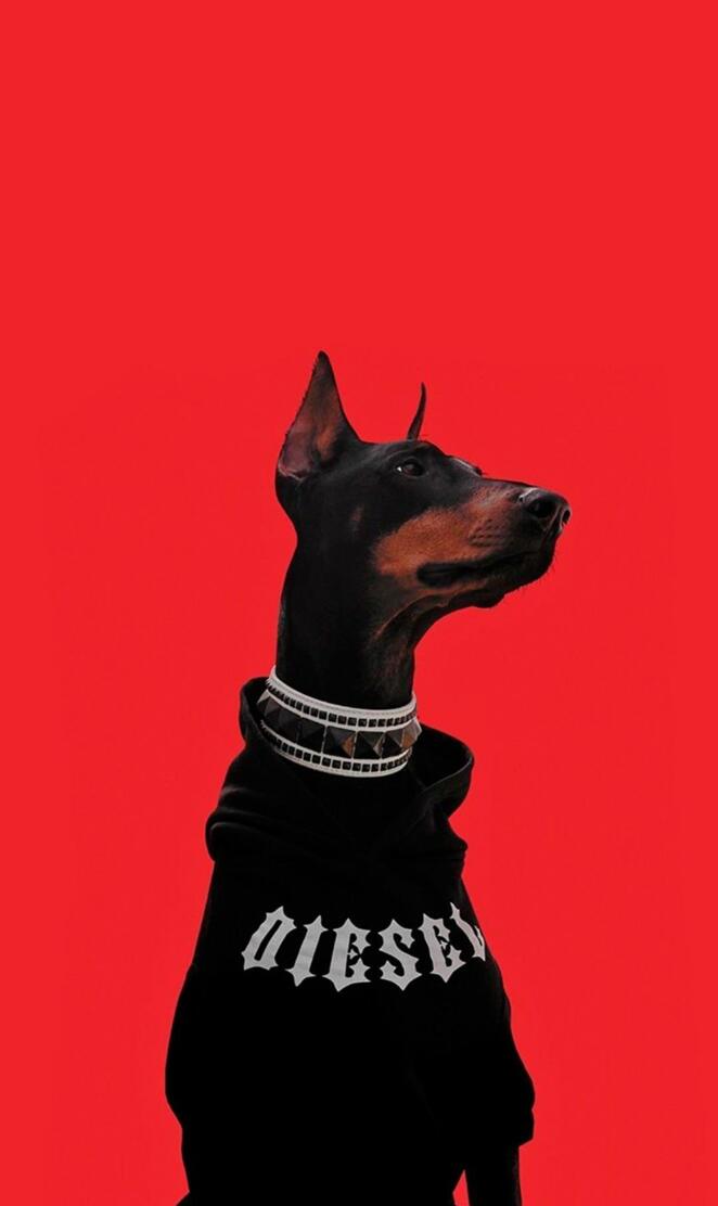 Diesel Dog