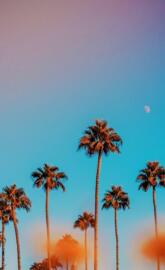 cali palm trees