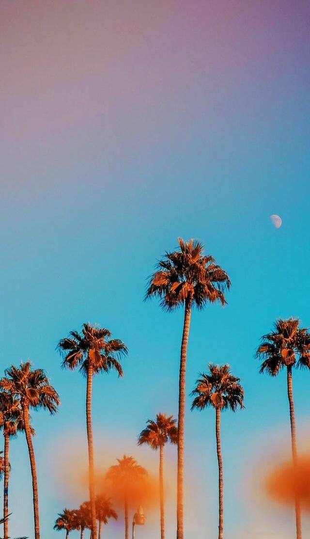 cali palm trees