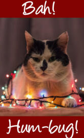 CatBahHumbug