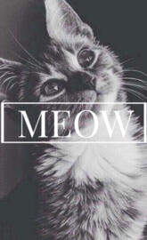 Meow