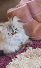 Garfield