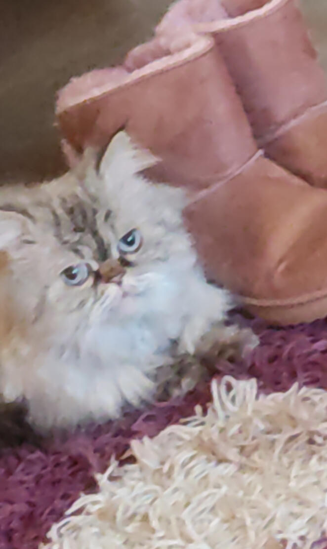 Garfield