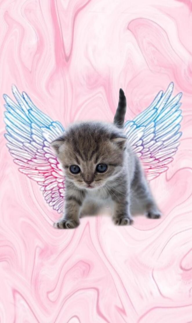 Angel cat