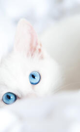 KITTEN WHITE