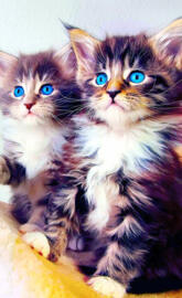 Cute Kittens