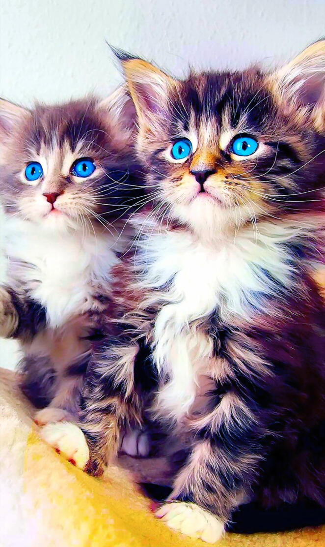 Cute Kittens